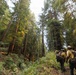 Timber Fire