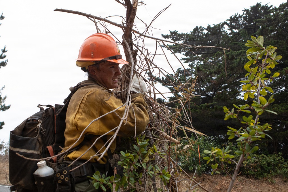 Timber Fire
