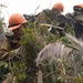 Timber Fire
