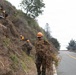 Timber Fire