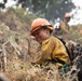Timber Fire