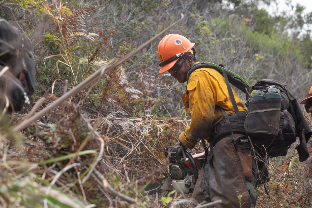Timber Fire