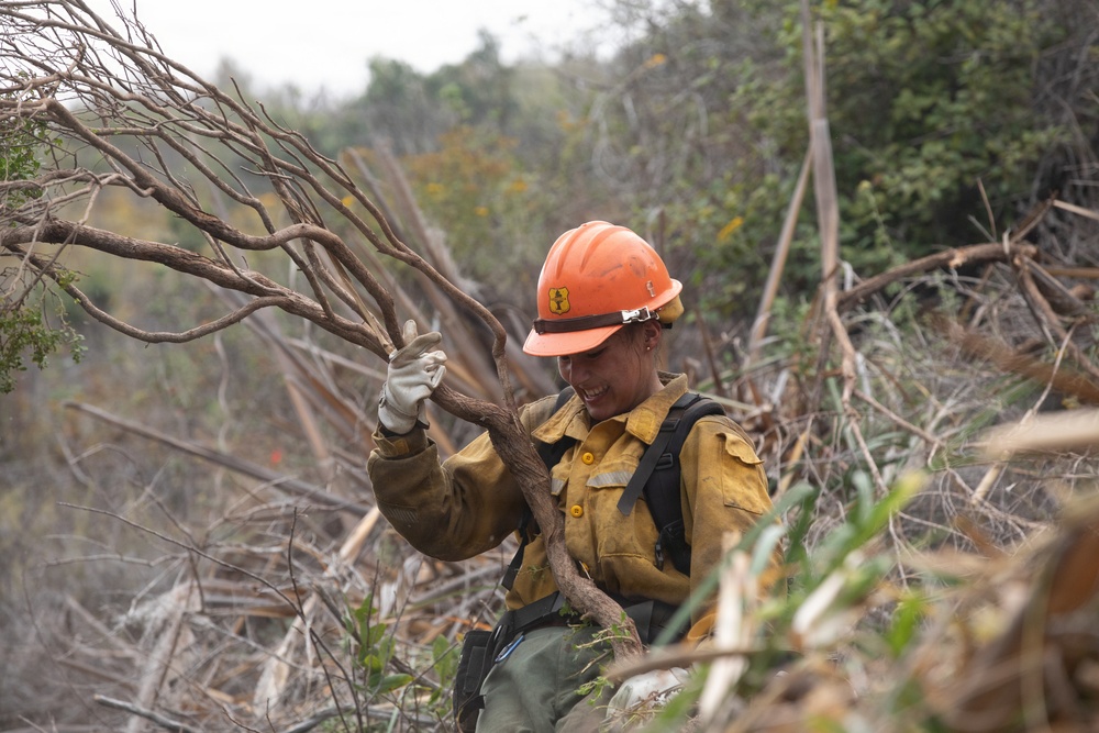 Timber Fire