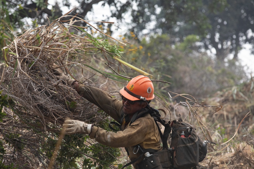 Timber Fire