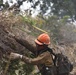 Timber Fire
