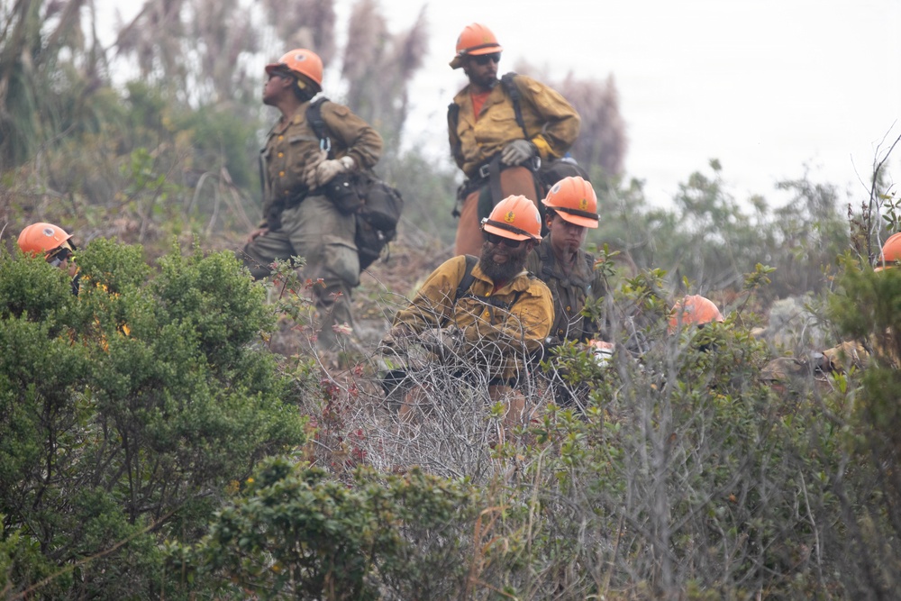 Timber Fire
