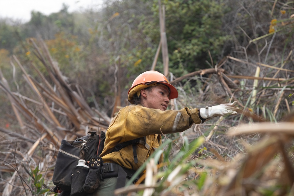 Timber Fire