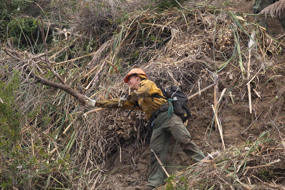 Timber Fire