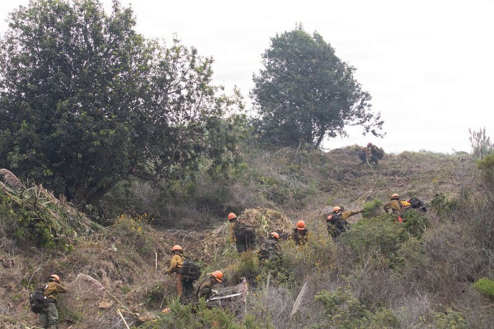 Timber Fire