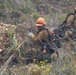 Timber Fire