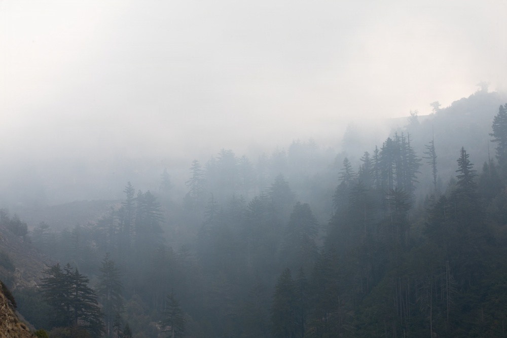 Timber Fire