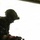 PANAMAX-26: V1/6, Partner forces conduct simulated air raid The image shows two heavily equipped military personnel silhouetted against a bright, overexposed background, likely viewed from inside a military aircraft. The figures are wearing tactical helmets with night vision goggle mounts and full combat gear. The strong backlighting creates a dramatic silhouette effect, obscuring most facial and equipment details.