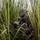 PANAMAX-26: V1/6, Partner forces conduct simulated air raid A soldier in full combat gear is positioned low in tall grass, aiming a rifle with an optical scope. The individual is wearing digital camouflage uniform consistent with USMC MARPAT pattern, a tan tactical helmet, and protective eyewear. The scene depicts a concealed tactical position in a dense vegetation environment.