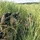 PANAMAX-26: V1/6, Partner forces conduct simulated air raid A group of military or special operations personnel in full camouflage gear are concealed within tall grass, appearing to conduct a tactical field operation. The individuals are equipped with helmets, tactical vests, and communications equipment, and appear to be in a briefing or planning huddle. The setting is an open grassy field with dense vegetation providing natural concealment.