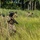 PANAMAX-26: V1/6, Partner forces conduct simulated air raid A group of armed military personnel in full tactical gear are moving through tall grass in a tropical environment. The soldiers are wearing multicam camouflage uniforms, helmets, body armor, and carrying assault rifles. The setting appears to be a training exercise or patrol operation in a jungle or tropical region.
