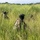 PANAMAX-26: V1/6, Partner forces conduct simulated air raid Two armed personnel in military camouflage uniforms and tactical gear are moving through dense, tall green grass in what appears to be a field or savanna environment. Both individuals are wearing helmets and face coverings, with visible unit patches on their sleeves. The image appears to depict a military patrol or training exercise in a tropical or subtropical grassland setting.