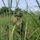 PANAMAX-26: V1/6, Partner forces conduct simulated air raid A soldier in full combat gear is positioned in tall green grass, partially obscured by the foreground vegetation. The individual appears to be in a tactical field environment, likely during a training exercise or operational patrol. The setting suggests a tropical or subtropical region based on the lush vegetation and tree line visible in the background.