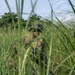 A soldier in full combat gear is positioned in tall green grass, partially obscured by the foreground vegetation. The individual appears to be in a tactical field environment, likely during a training exercise or operational patrol. The setting suggests a tropical or subtropical region based on the lush vegetation and tree line visible in the background.