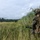 PANAMAX-26: V1/6, Partner forces conduct simulated air raid A soldier in full combat gear, wearing MARPAT woodland camouflage, is kneeling in tall grass at the edge of a field while observing a CH-47 Chinook helicopter on or near the ground in the background. Additional personnel are visible near the helicopter in the mid-ground. The scene appears to depict a military helicopter insertion or extraction operation in a lush, green field environment.