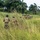 PANAMAX-26: V1/6, Partner forces conduct simulated air raid A column of military personnel in camouflage uniforms and tactical gear moves in single file through tall grass toward a tree line of palm trees. At least one soldier on the left displays what appears to be a Panamanian flag patch on their shoulder, suggesting a multinational or joint military exercise. The setting appears to be a tropical environment consistent with Central America or the Caribbean.