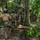 PANAMAX-26: V1/6, Partner forces conduct simulated air raid A group of military personnel in full tactical gear are moving through dense jungle terrain in a single-file patrol formation. The soldiers are equipped with helmets, body armor, and tactical vests, suggesting a training exercise or operational patrol. The environment features thick tropical vegetation with fallen logs and palm fronds on the forest floor.