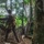 PANAMAX-26: V1/6, Partner forces conduct simulated air raid The image shows at least two individuals in military or tactical camouflage gear moving through a dense tropical jungle environment. The primary figure is visible from behind, carrying a backpack and equipment, appearing to navigate through fallen logs and thick vegetation. A second individual is partially visible behind a large tree trunk on the right side of the frame.