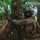 PANAMAX-26: V1/6, Partner forces conduct simulated air raid A uniformed soldier wearing Panamanian flag patch on helmet is positioned behind a tree in a tropical jungle environment, aiming a rifle. The soldier is equipped with full tactical gear including a plate carrier, backpack, and helmet with optics. The setting appears to be a training exercise or patrol operation in dense tropical vegetation.