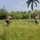 PANAMAX-26: V1/6, Partner forces conduct simulated air raid Three armed military or tactical personnel in camouflage uniforms and tactical gear are moving through a grassy field in what appears to be a tropical environment. The personnel are advancing in a tactical formation, with one individual in a crouched running posture suggesting a training exercise or field operation. The setting features dense tropical vegetation including palm trees and broad-leafed shrubs in the background.
