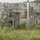 PANAMAX-26: V1/6, Partner forces conduct simulated air raid The image shows an abandoned, deteriorating concrete structure in a tropical environment overgrown with tall grass and vegetation. A single armed and helmeted individual in military-style camouflage gear is visible in the doorway of the structure, appearing to conduct a tactical entry or clearing operation. The building shows significant weathering, moss growth, and structural decay consistent with long-term abandonment.
