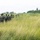 PANAMAX-26: V1/6, Partner forces conduct simulated air raid A column of armed military personnel wearing 'MARINA' (Mexican Navy) insignia advances through tall grass in a tropical environment. The personnel are equipped with tactical gear, helmets, body armor, and firearms. The scene appears to depict a field operation or training exercise in a coastal or lowland tropical region.