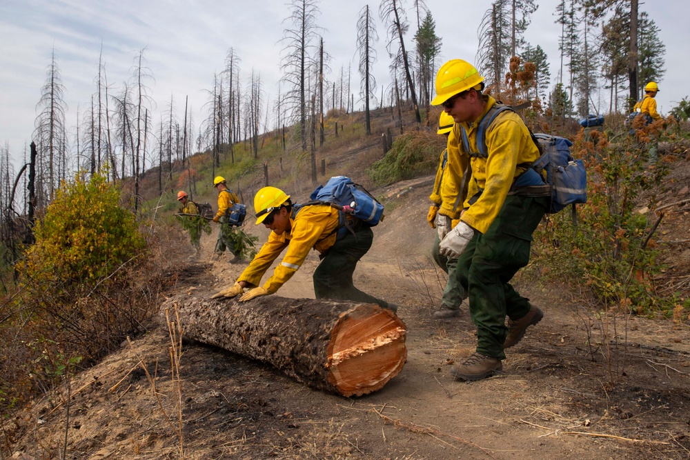 A crew of wildland firefighters wearing standard yellow Nomex fire-resistant clothing and hard hats are working on post-fire rehabilitation in a burned forest area. Two workers in the foreground are rolling or moving a large freshly-cut log off a dirt trail, while additional crew members are visible working in the background on a hillside covered with charred, standing-dead trees. The scene depicts active mop-up or hazard-tree removal operations following a significant wildfire.
