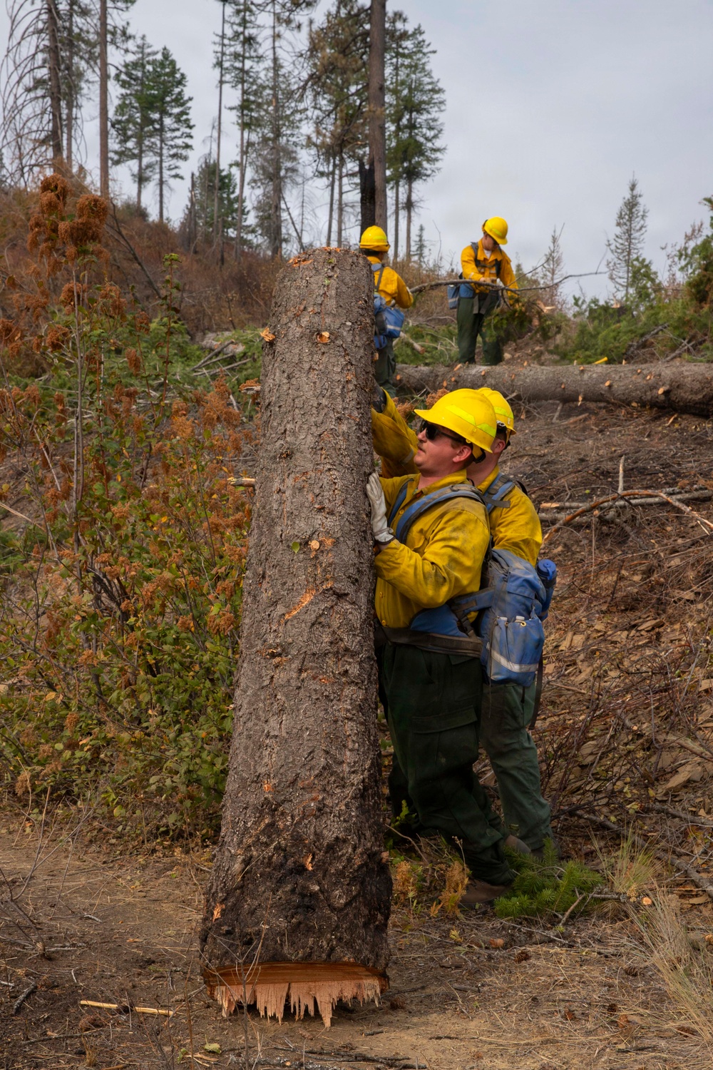 A crew of wildland firefighters in standard yellow Nomex shirts and green pants are working in a fire-affected forest area. The foreground worker is pushing or steadying a freshly cut tree trunk, visible by the fresh wood cuts at its base. Additional crew members are visible in the background handling brush and fallen logs.