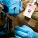 A person wearing blue nitrile gloves and military camouflage uniform is handling a small dark object, possibly a sample or material fragment. The individual is wearing a visible ID badge with a US flag and what appears to be a military or government insignia. The close-up shot suggests a careful, procedural handling of the item.