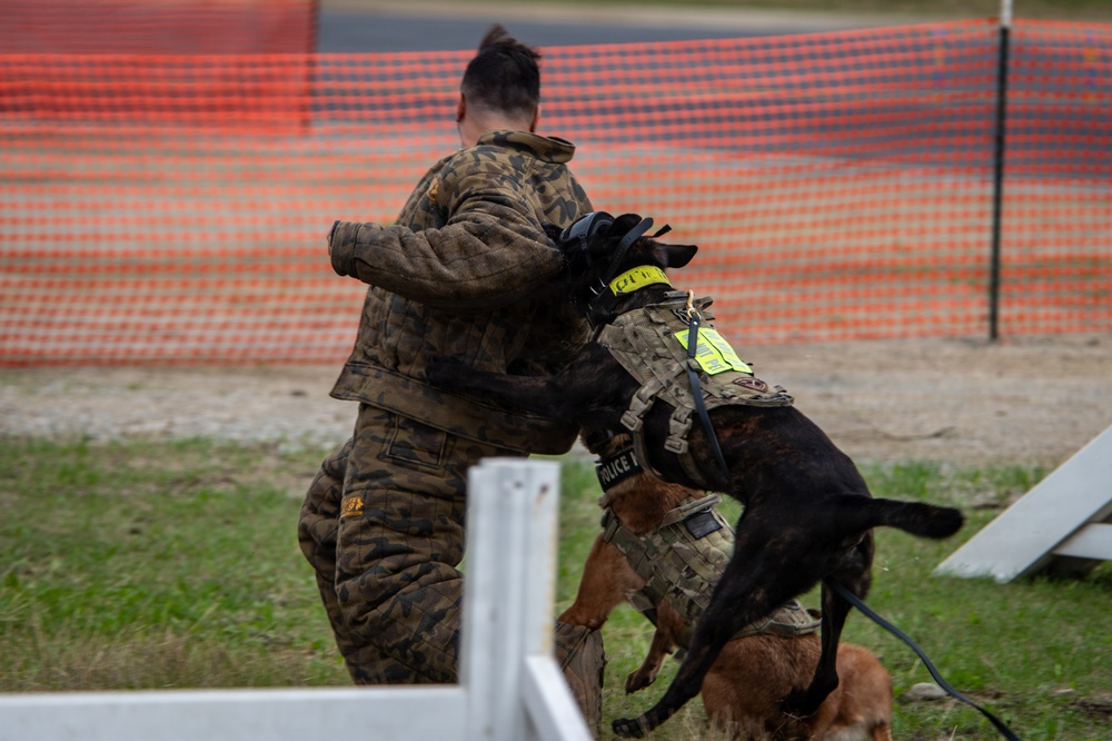 A military or law enforcement K9 training exercise is underway, showing a working dog in tactical gear biting the padded arm of a decoy/agitator wearing a bite sleeve and camouflage uniform. The dog is equipped with a tactical vest labeled 'POLICE' and a yellow identification patch. A second dog, appearing to be a golden/reddish color, is visible in the lower foreground on a leash.