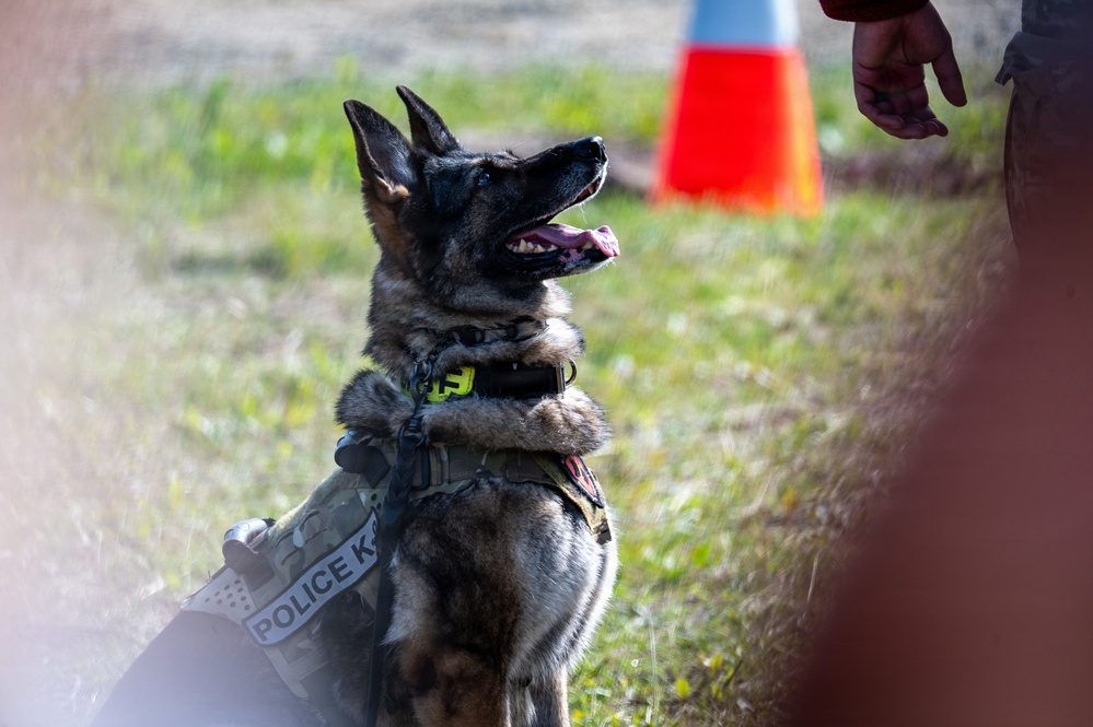 A police K9 dog, appearing to be a German Shepherd, is seated on grass wearing a tactical vest/harness with a visible 'POLICE K9' patch. The dog is alert and attentive, looking upward toward a handler whose hand is partially visible at the right edge of the frame. An orange traffic cone is visible in the background, suggesting a training or demonstration environment.