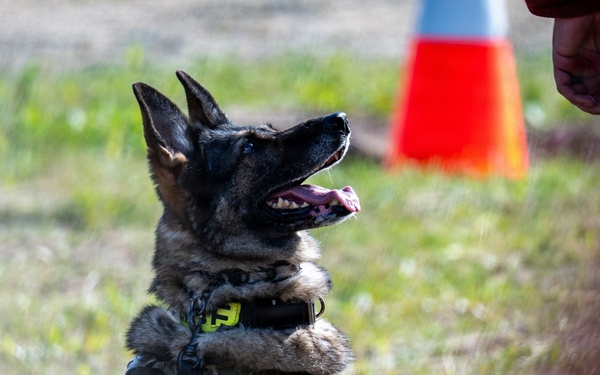 A police K9 dog, appearing to be a German Shepherd, is seated on grass wearing a tactical vest/harness with a visible 'POLICE K9' patch. The dog is alert and attentive, looking upward toward a handler whose hand is partially visible at the right edge of the frame. An orange traffic cone is visible in the background, suggesting a training or demonstration environment.