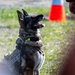 A police K9 dog, appearing to be a German Shepherd, is seated on grass wearing a tactical vest/harness with a visible 'POLICE K9' patch. The dog is alert and attentive, looking upward toward a handler whose hand is partially visible at the right edge of the frame. An orange traffic cone is visible in the background, suggesting a training or demonstration environment.