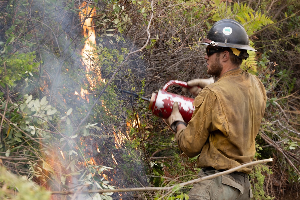 Timber Fire