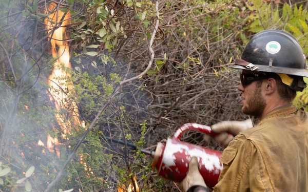 Timber Fire