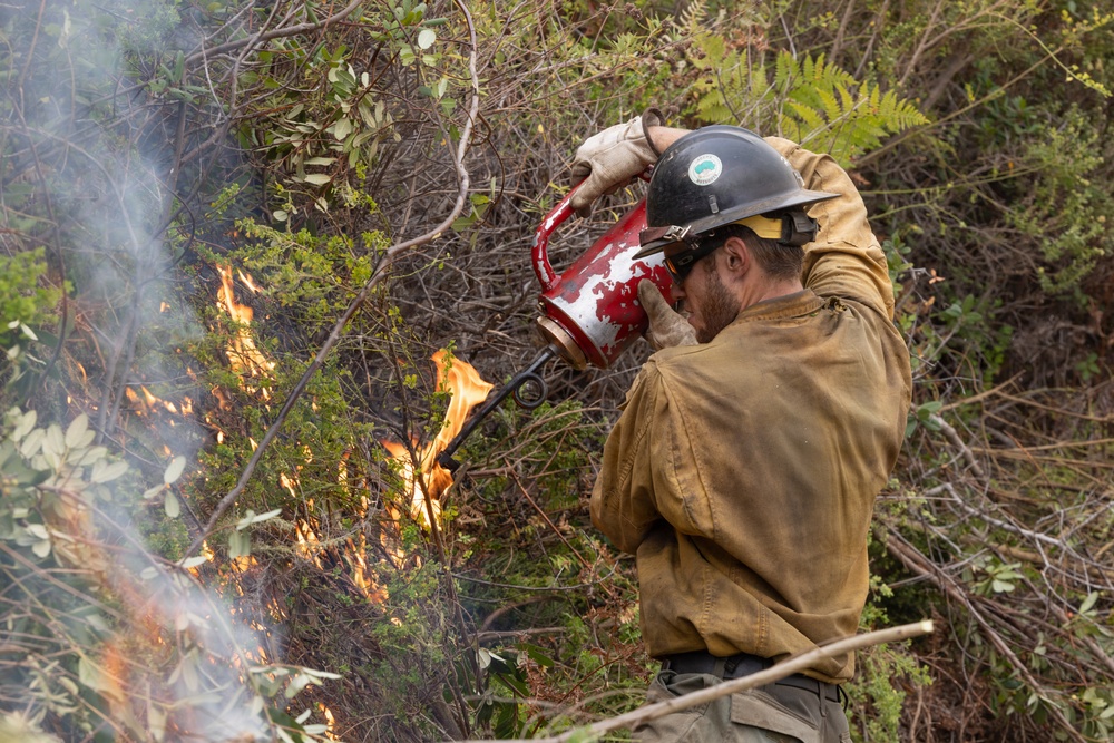 Timber Fire