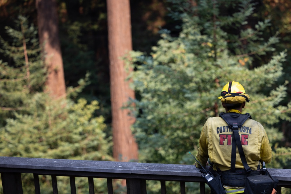 Timber Fire