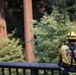 Timber Fire