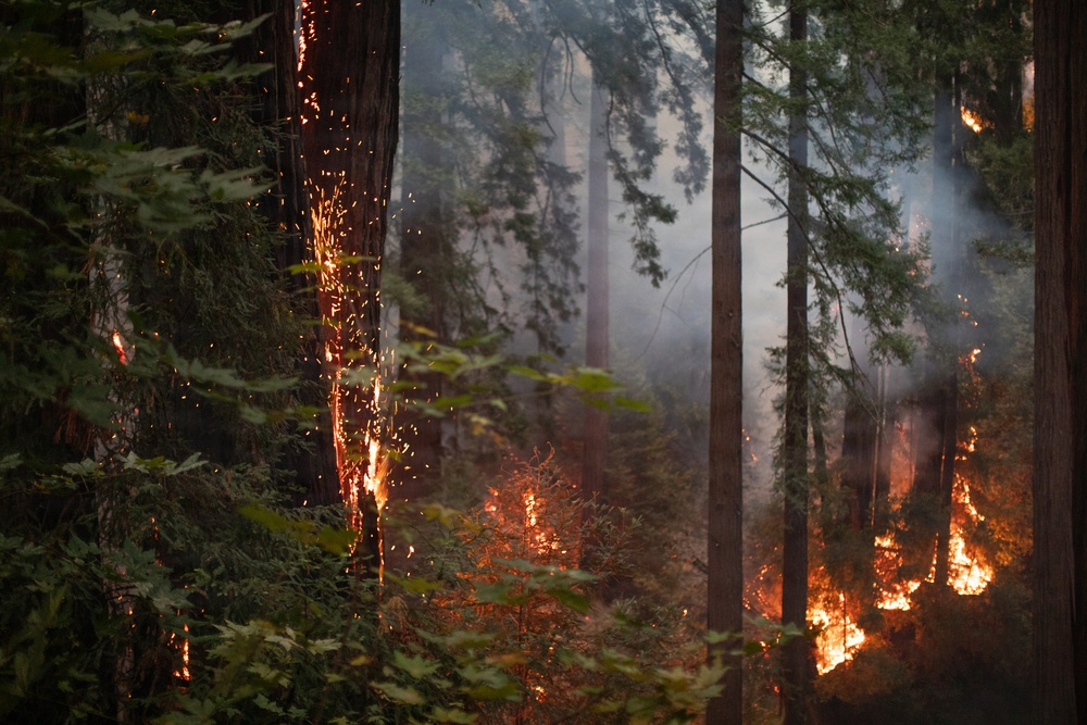 Timber Fire