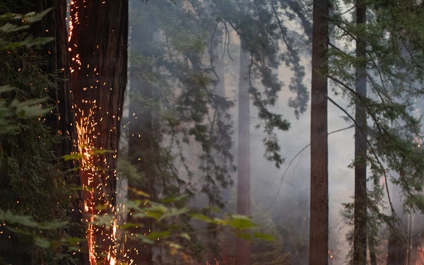Timber Fire