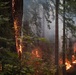 Timber Fire