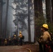 Timber Fire