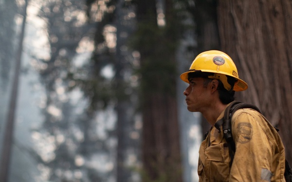 Timber Fire