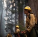 Timber Fire