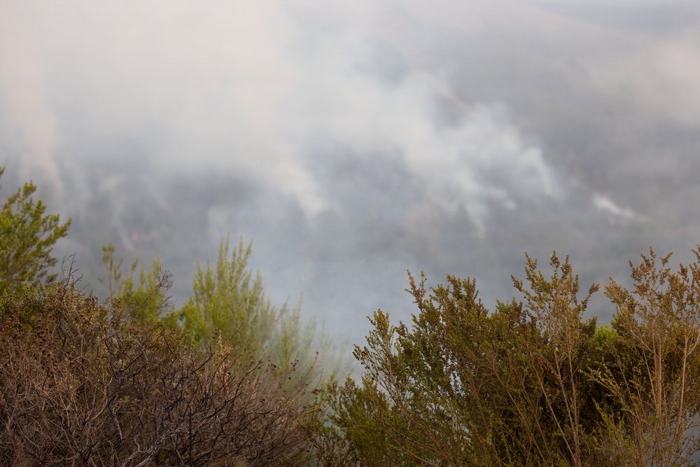 Timber Fire