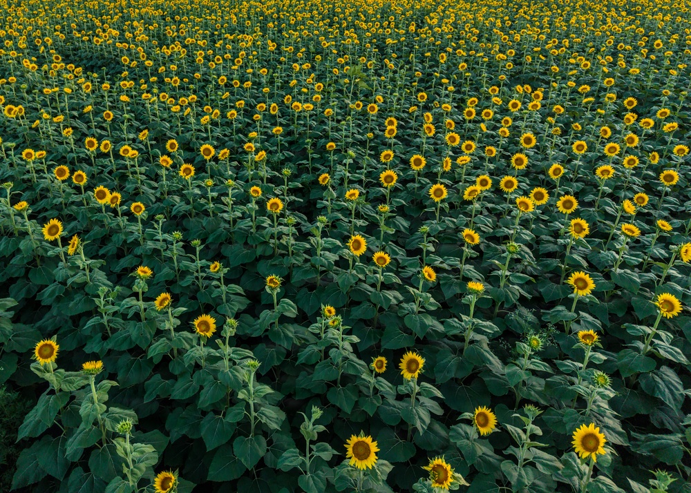 An aerial or elevated view of a vast sunflower field in full bloom, stretching across the entire frame. The field contains hundreds of yellow sunflowers (Helianthus annuus) atop tall green stems with large broad leaves. The image captures the dense, cultivated nature of what appears to be a commercial or agricultural sunflower crop.